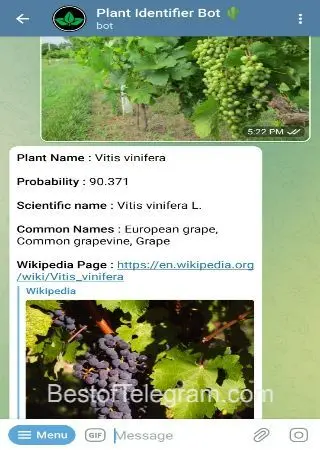 Plant Identifier Bot preview 4
