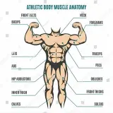 Muscle Morphology