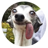 Stupid Dogs sticker pack